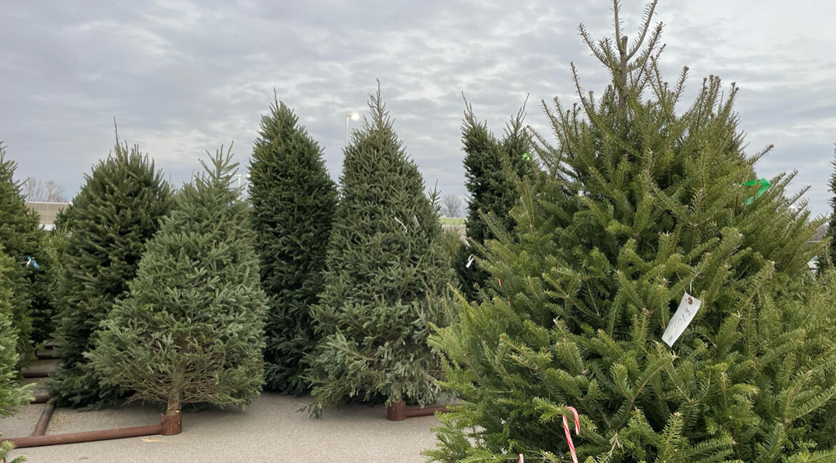 Jeffersonville Christmas tree lot sees increased demand on Thanksgiving Day